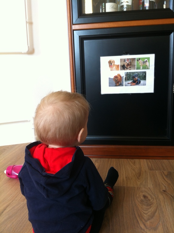 Изучаем животных, мини ТН, 1,4 года