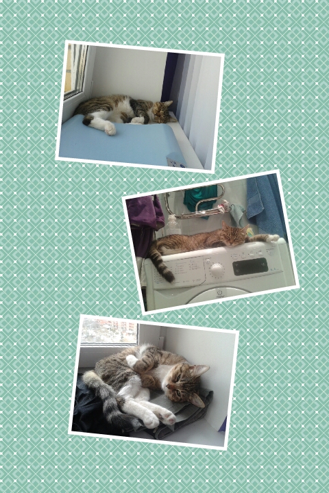 Маруся - кошка летяга!