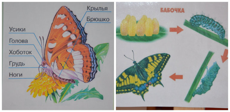 ТН Насекомые. Бабочка.