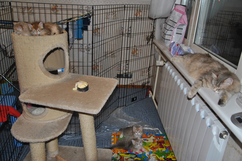 1:4 или 16 месяцев