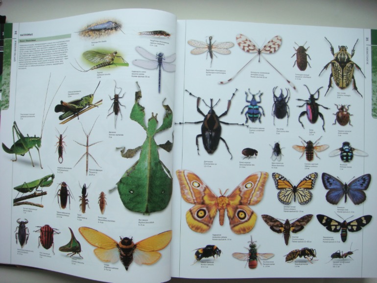 Животные. Большая иллюстрированная энциклопедия