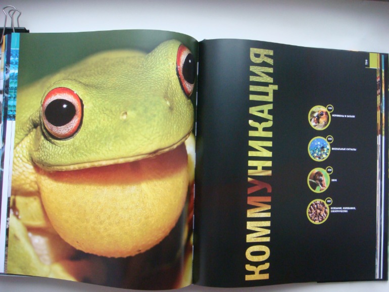 Животные. Большая иллюстрированная энциклопедия