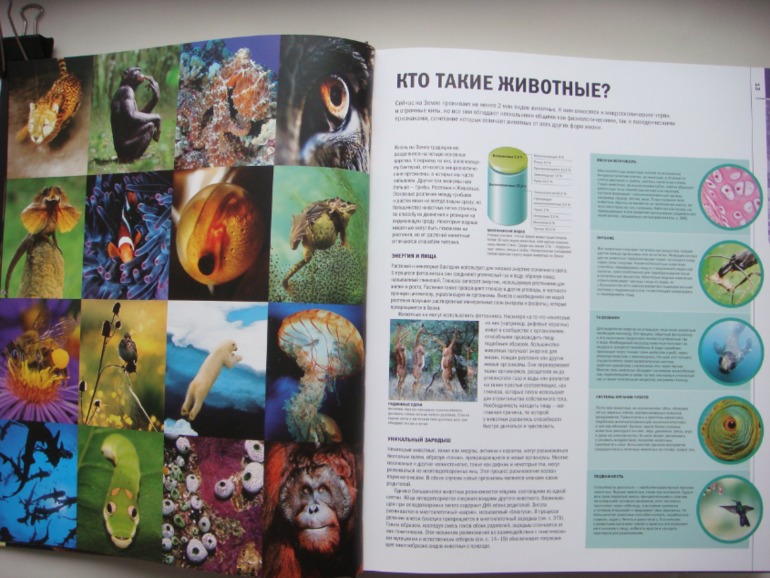 Животные. Большая иллюстрированная энциклопедия