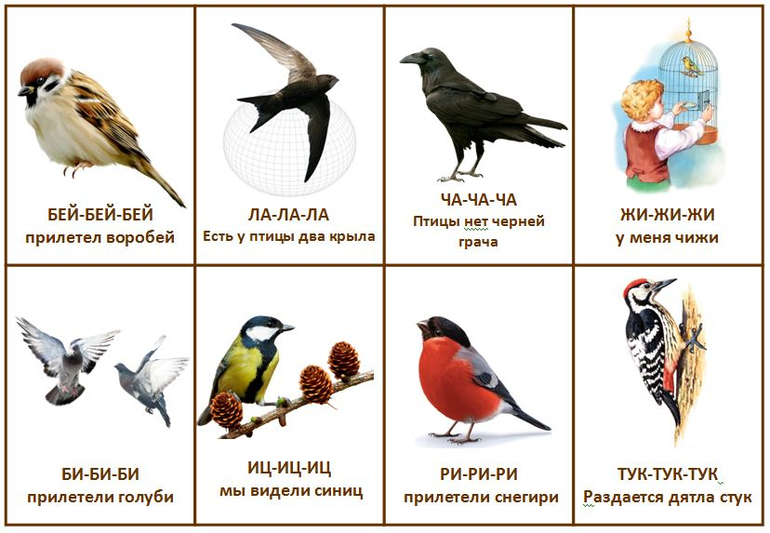 2 3 примера птиц
