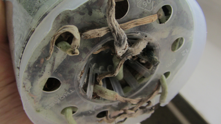 Помоги не загубить орхидею