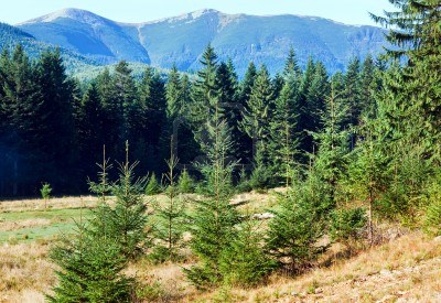 Французский в рамках ТН Зима