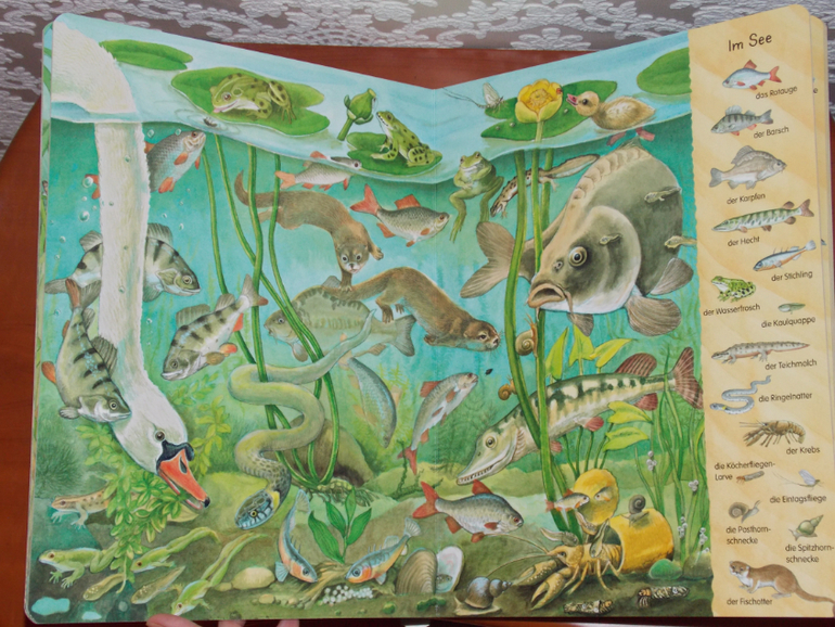 Развороты Mein erstes Wimmelbuch - Bach und Teich by Christine Henkel