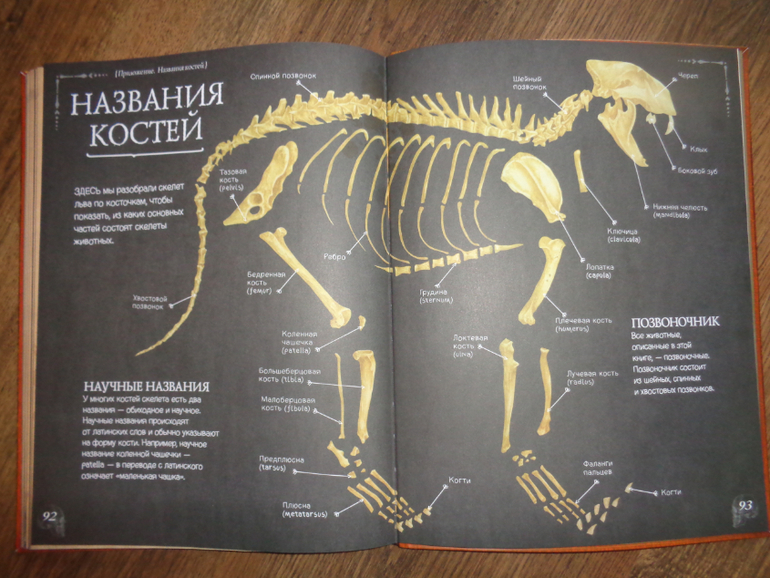 Особенности внутреннего строения медведя. Скелет медведя строение. Анатомия медведя кости. Скелет медведя анатомия. Коллекция костей атлас животных.