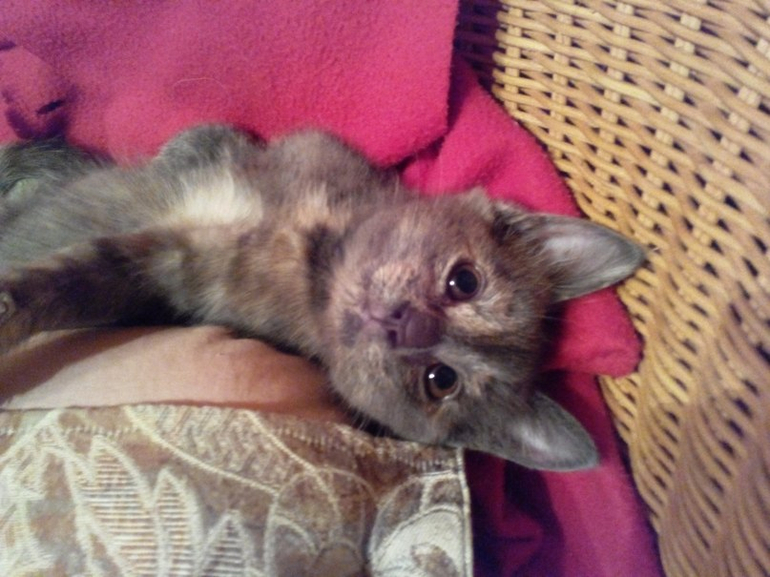 Как определить - кошка дворовая или породистая?