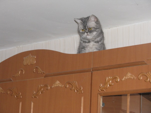 А это моя кисуля Мотька,6 лет)