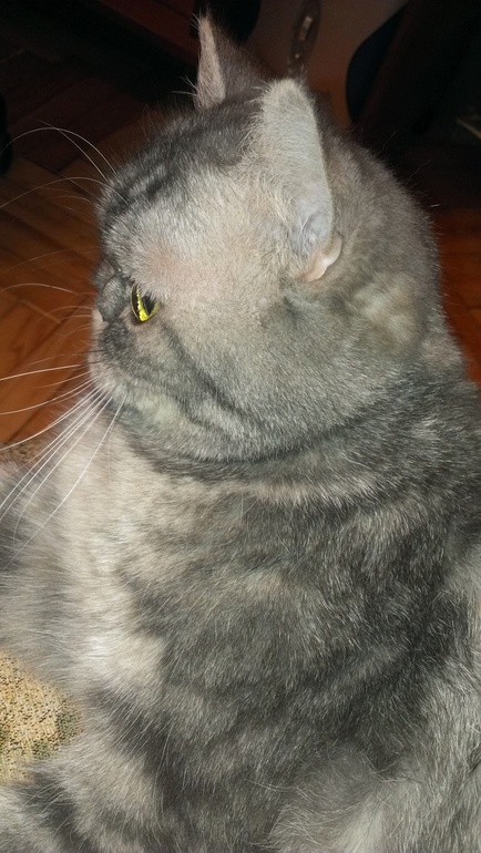 А это моя кисуля Мотька,6 лет)