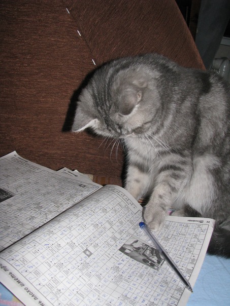 А это моя кисуля Мотька,6 лет)
