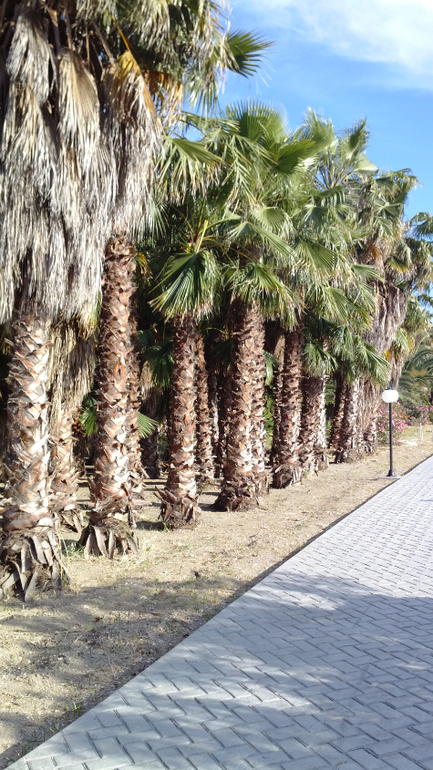 о.Кос Apollon Hotel