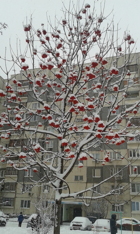 Начало нашей зимы : )