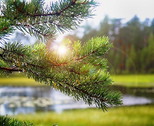 Семейный лагерь в Подмосковье летом