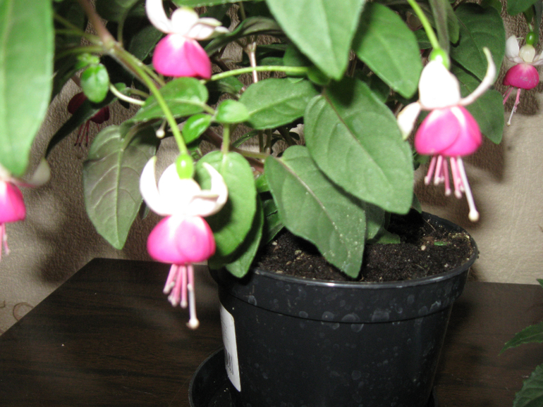 Мои новые жители