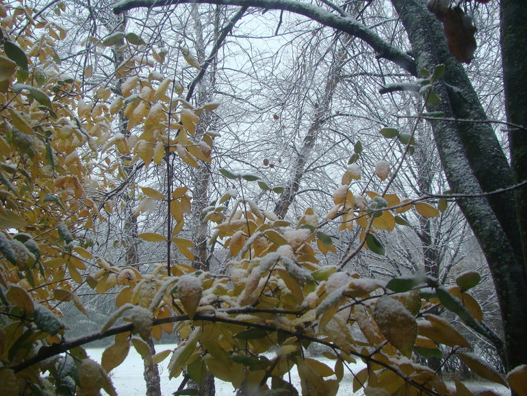 Первый снег.