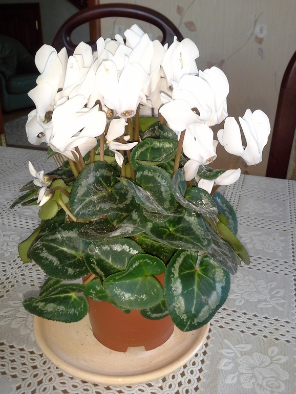 помогите опознать.