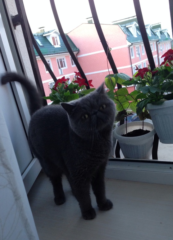 Дарья Барбарисовна