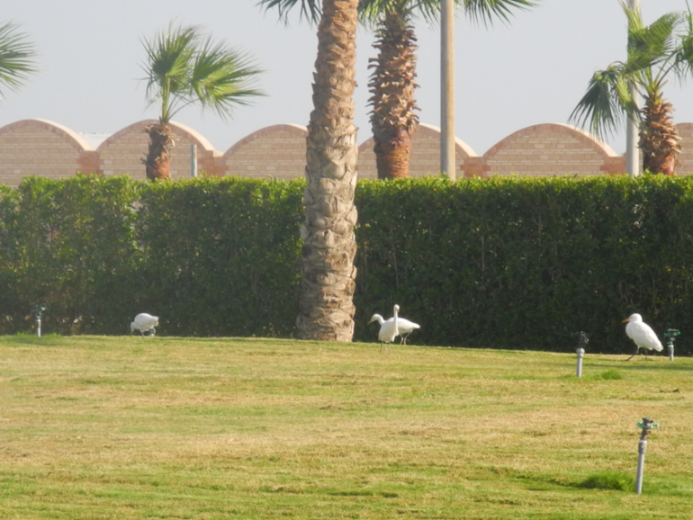 Beach Albatros Garden