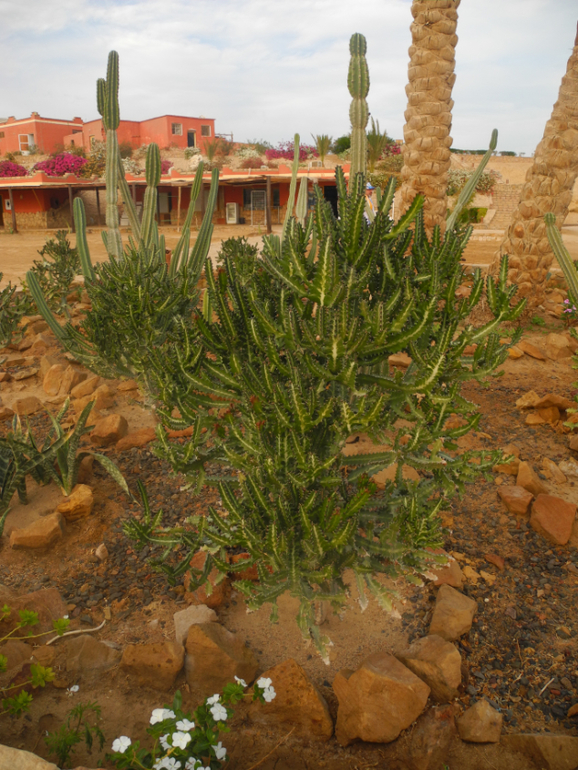 Beach Albatros Garden