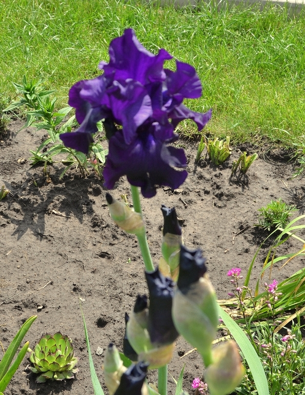 Ирисы - энергия красоты