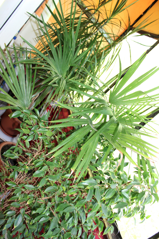 Эволюция продолжается)))