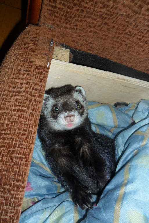 Ираклий фон Афферди...