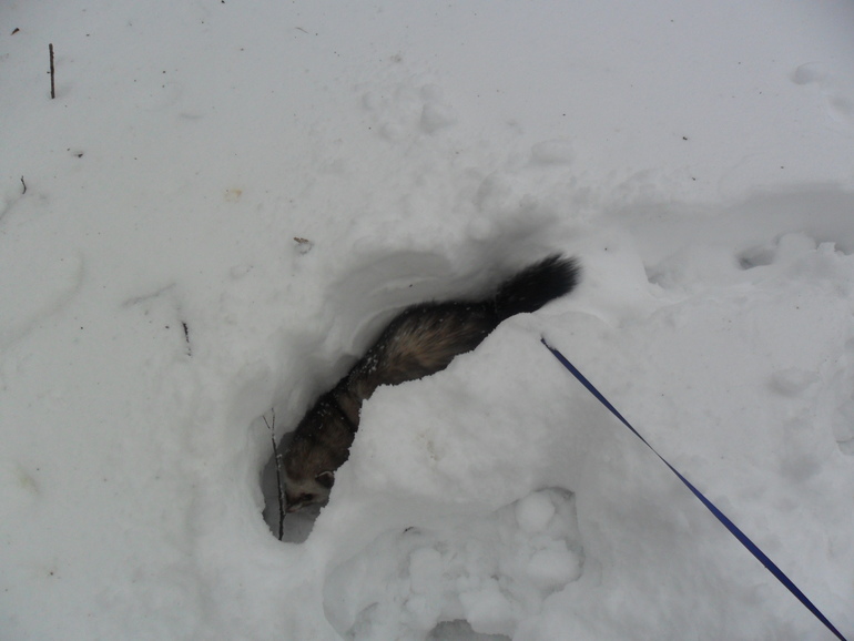 Ираклий фон Афферди...