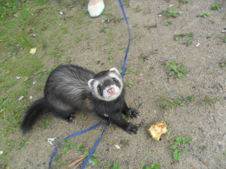 Ираклий фон Афферди...