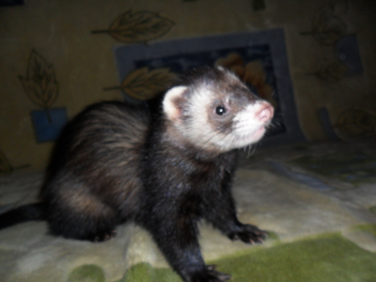 Ираклий фон Афферди...