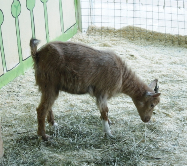 Контактный зоопарк, Теплый стан