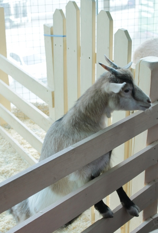 Контактный зоопарк, Теплый стан