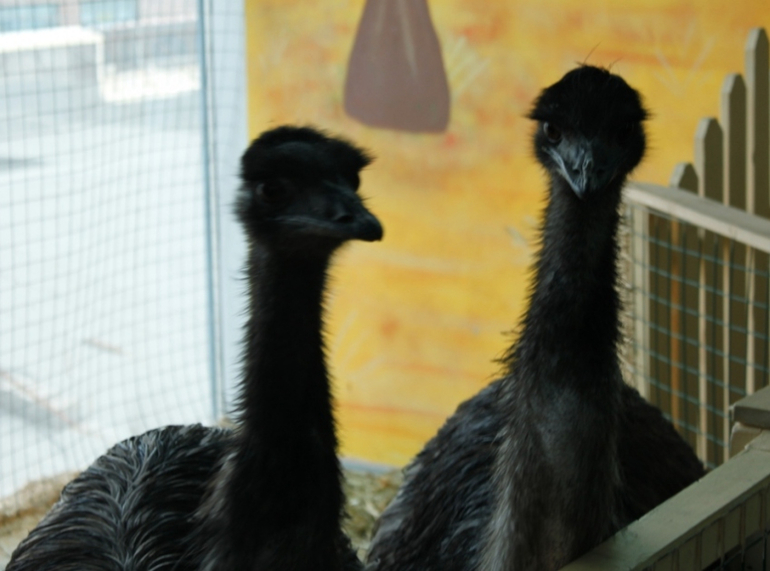 Контактный зоопарк, Теплый стан