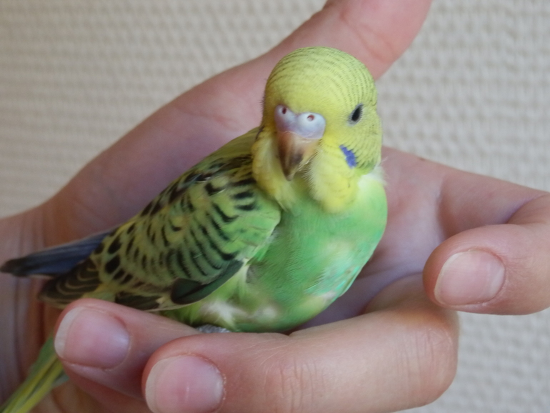 Мои сладкие малыши уже совсем большие, летают)