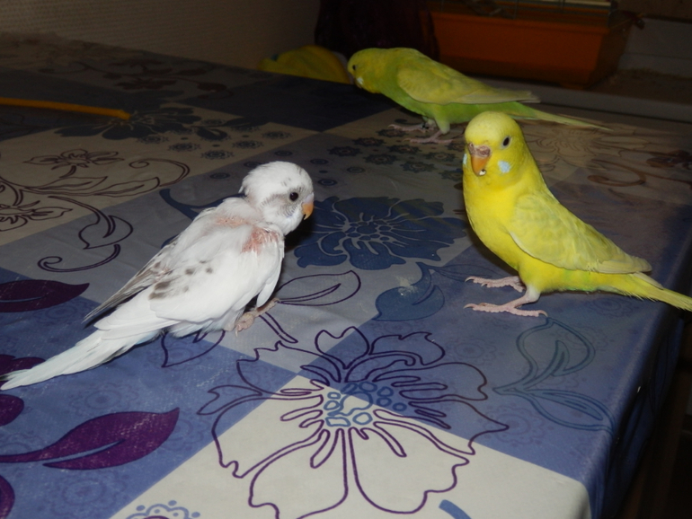 Мои сладкие малыши уже совсем большие, летают)