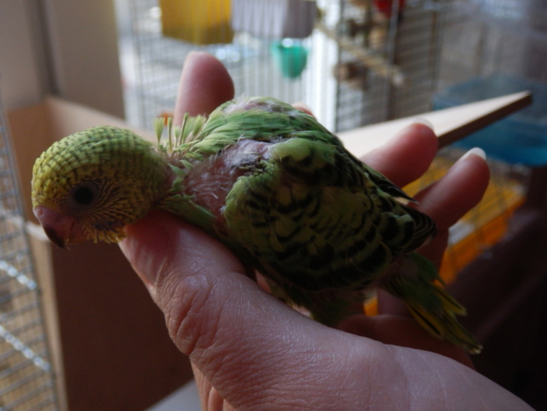 Вот и подросли наши малышаститки волнистики)