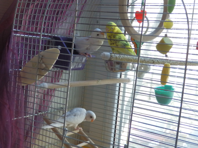 Мои сладкие малыши уже совсем большие, летают)