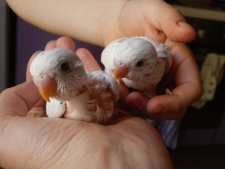 Вот и подросли наши малышаститки волнистики)