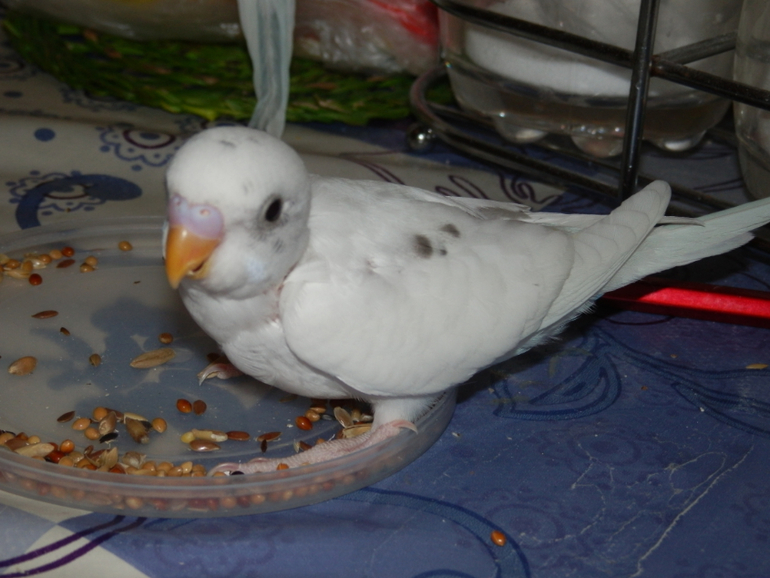 Мои сладкие малыши уже совсем большие, летают)