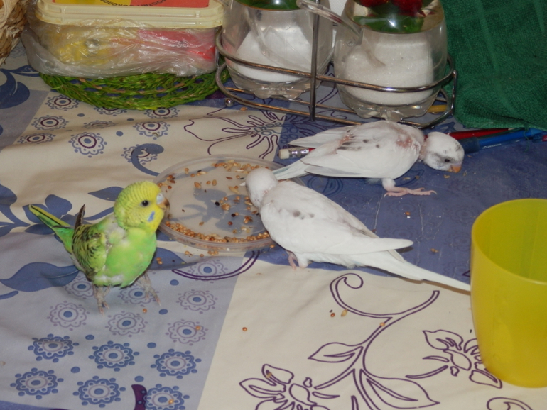 Мои сладкие малыши уже совсем большие, летают)