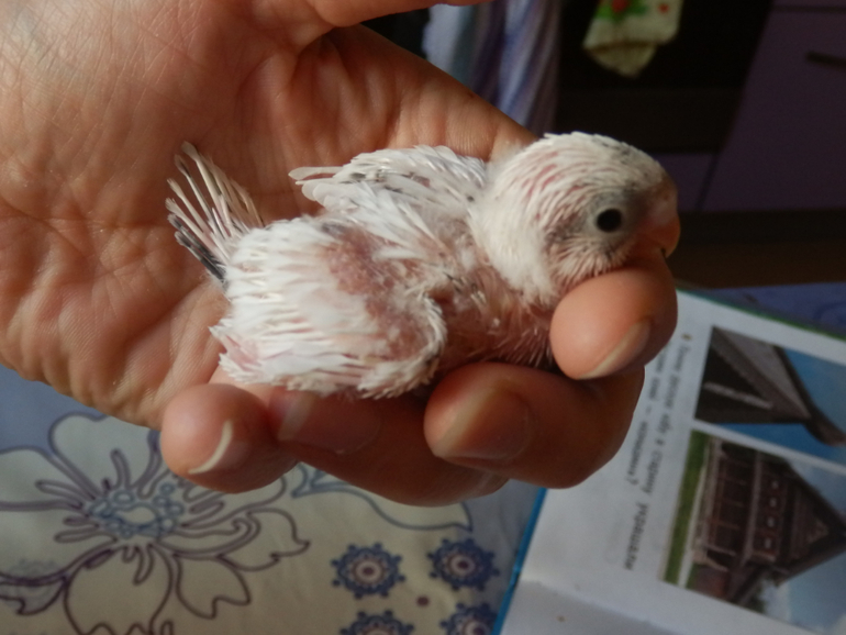 Вот и подросли наши малышаститки волнистики)