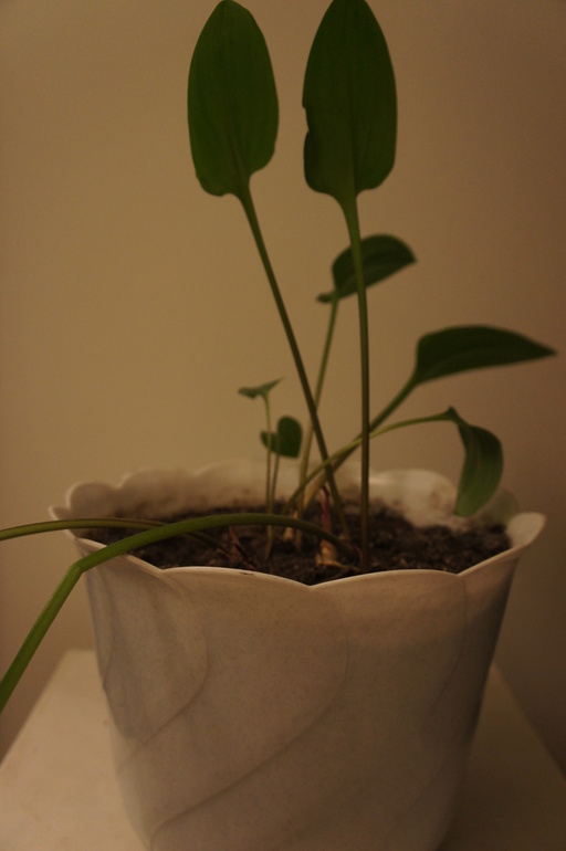 фикусы и не только