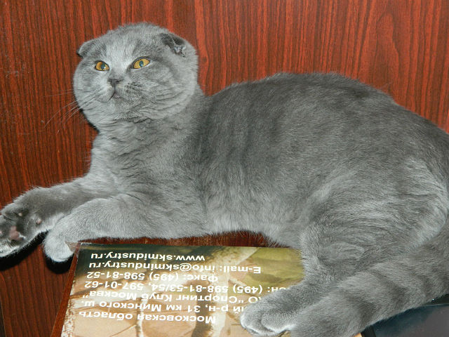 кошки.линька как справляетесь?кроме уборки...