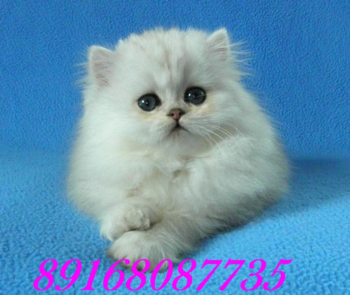 Персидские котята серебристая шиншилла.