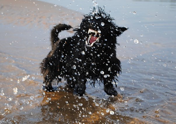 ну и я своих покажу)