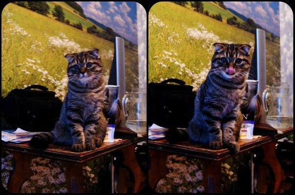 ну и я своих покажу)