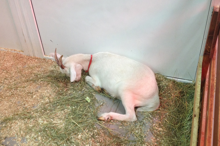 Поездка в контактный зоопарк