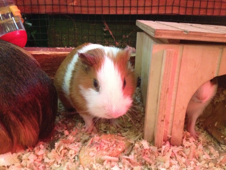 Поездка в контактный зоопарк