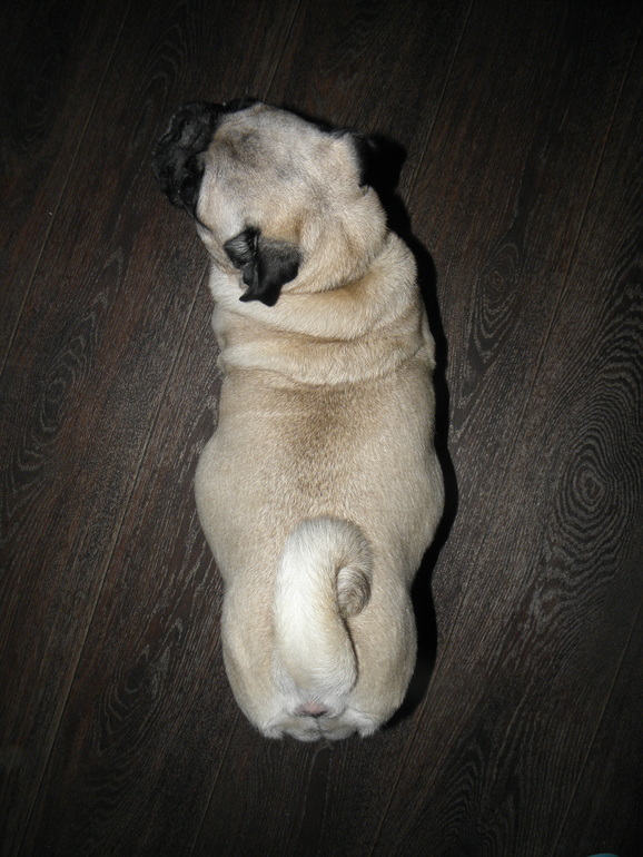 Самое прекрасное состояние любой женщины...даже мопсоженщины))))